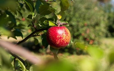 11 Best Fall Activities to Keep You Busy All Autumn Long